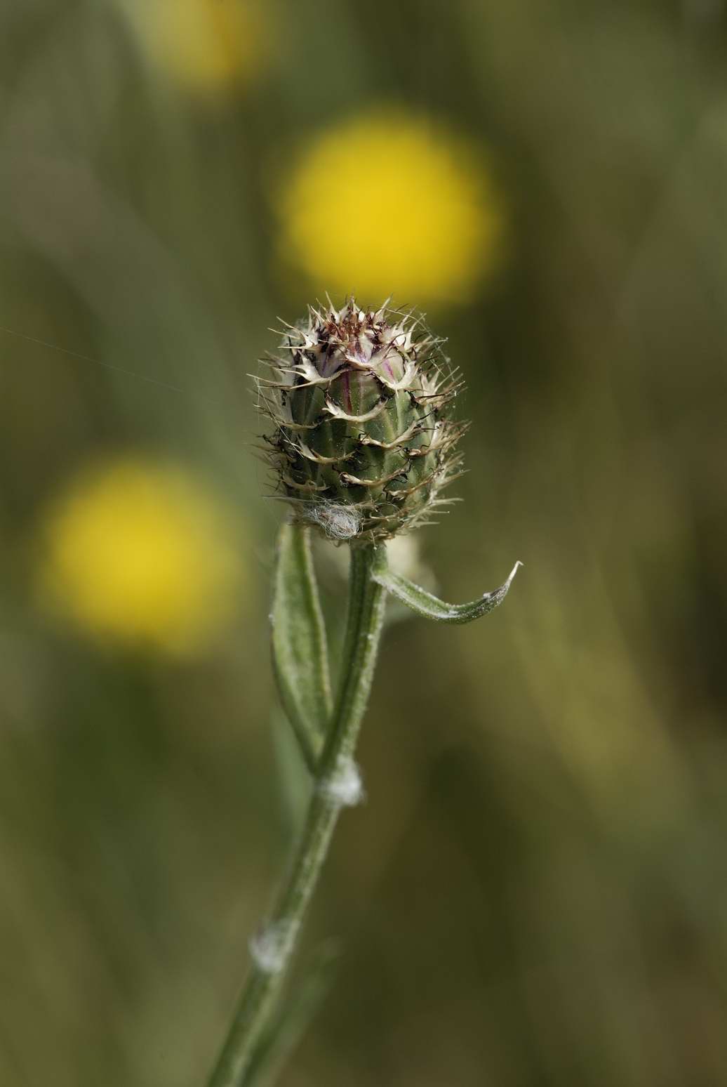 Centaurea sphaerocephala